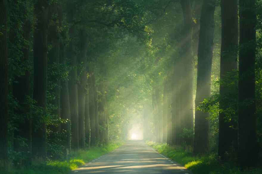 I Photograph Misty Forest Roads