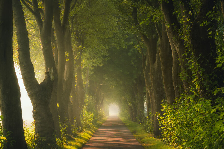 I Photograph Misty Forest Roads