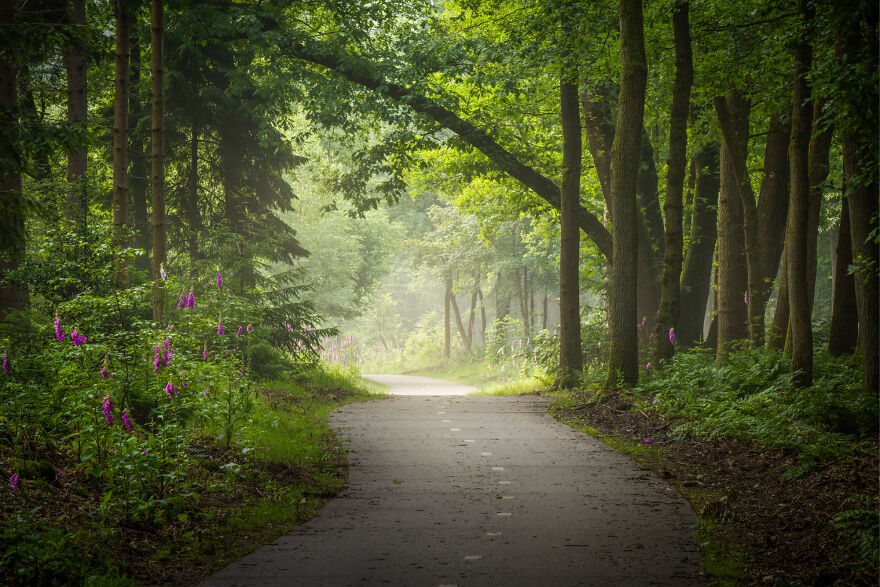I Photograph Misty Forest Roads