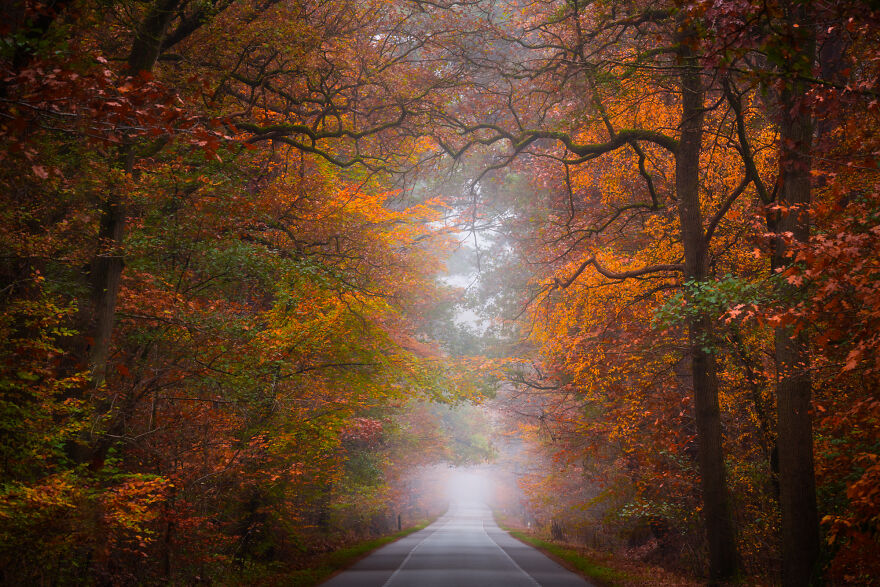 I Photograph Misty Forest Roads