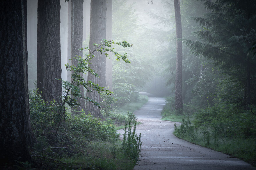 I Photograph Misty Forest Roads