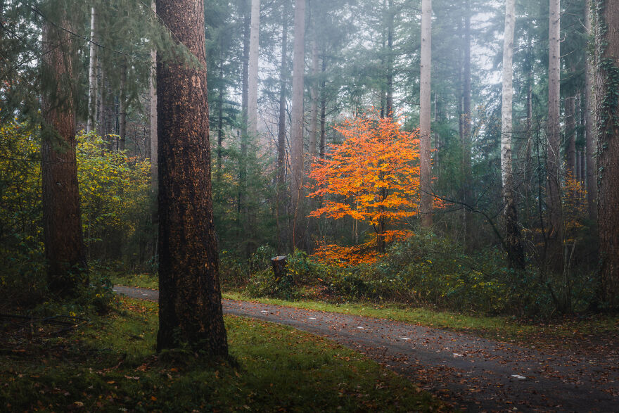 I Photograph Misty Forest Roads