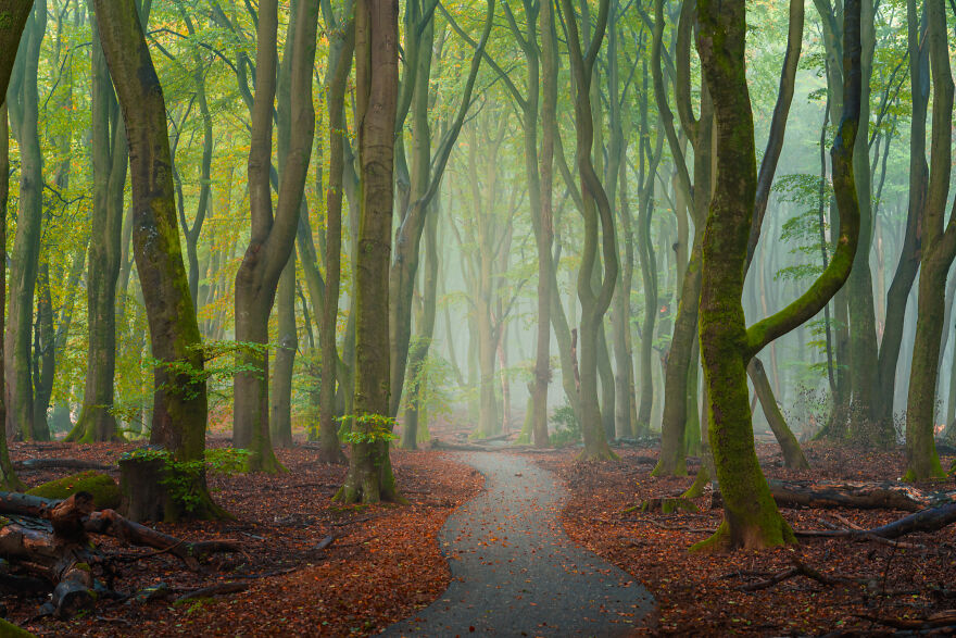 I Photograph Misty Forest Roads