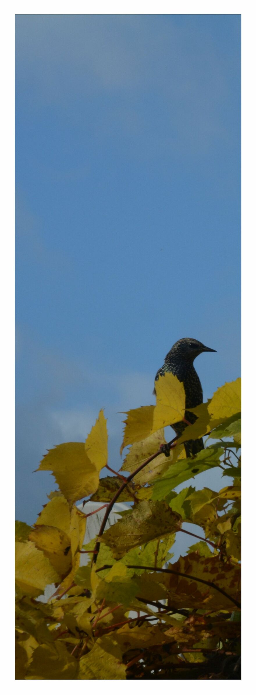 I Took Some Pics Of The Birds In My Backyard And Somehow They Seem Very Humane I Took Some Pics Of The Birds In My Backyard And Somehow They Seem Very Humane