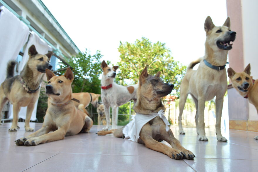 Vietnam's First Farm Sanctuary And Animal Rescue Helps All Kinds Of Animals Who Are Suffering From Cruelty And Neglect