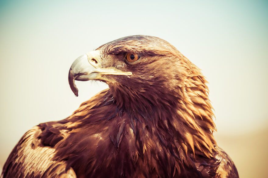 Any Pandas Been To Mongolia?