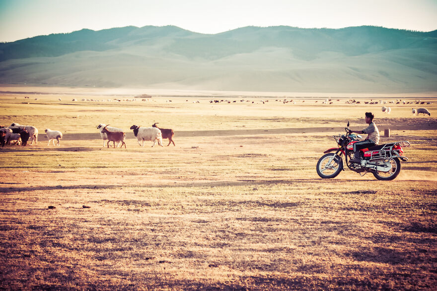 Any Pandas Been To Mongolia?