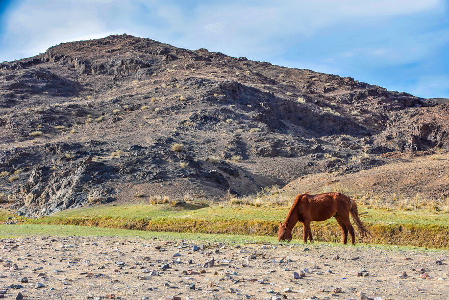 Any Pandas Been To Mongolia?