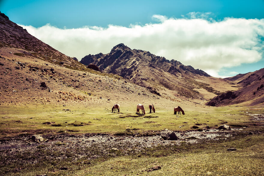Any Pandas Been To Mongolia?