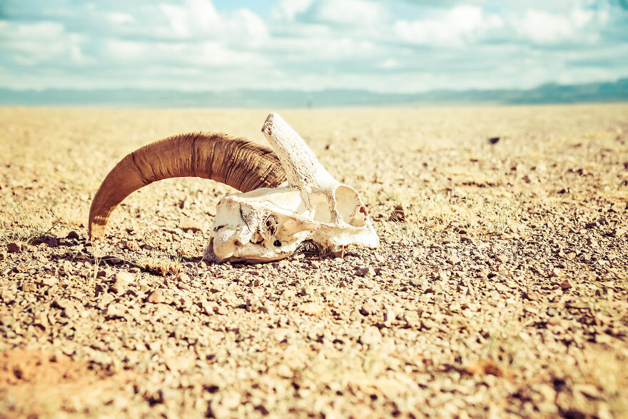 Any Pandas Been To Mongolia?