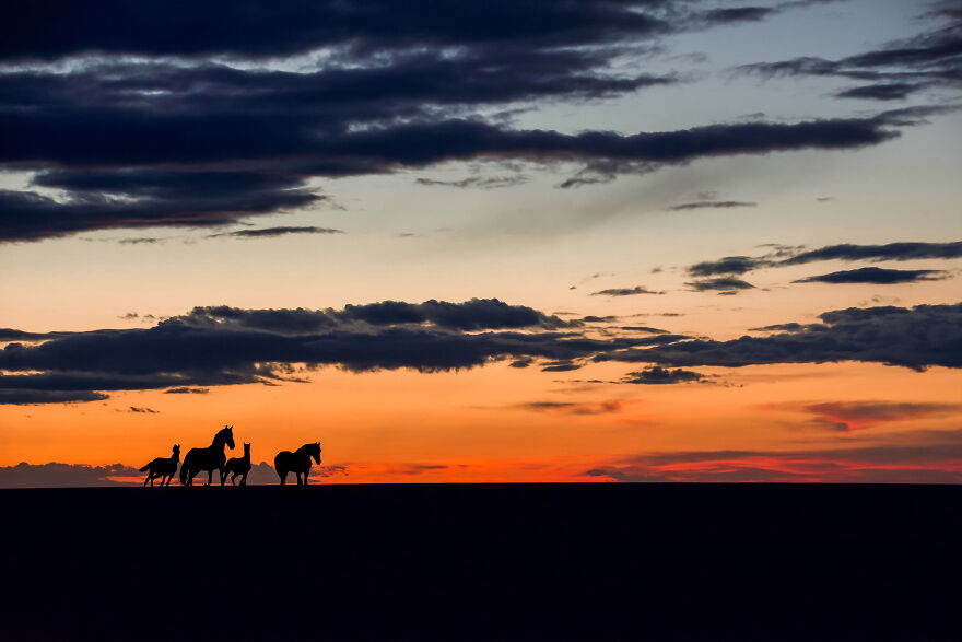 Any Pandas Been To Mongolia?