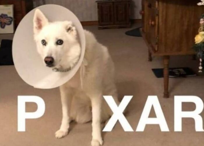 White dog wearing a cone collar sitting indoors with text playfully referencing dog memes and Pixar.