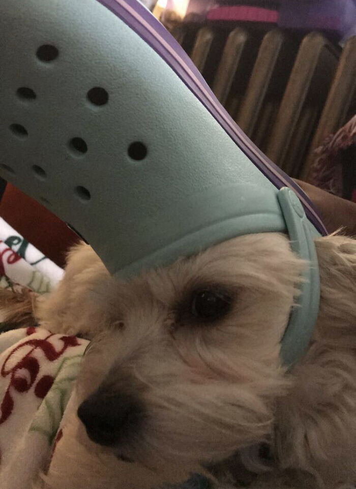 39 Pets Looking Like Popes With Slippers On Their Heads