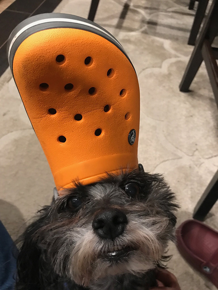 39 Pets Looking Like Popes With Slippers On Their Heads