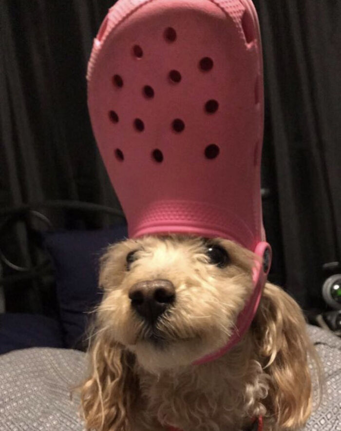39 Pets Looking Like Popes With Slippers On Their Heads