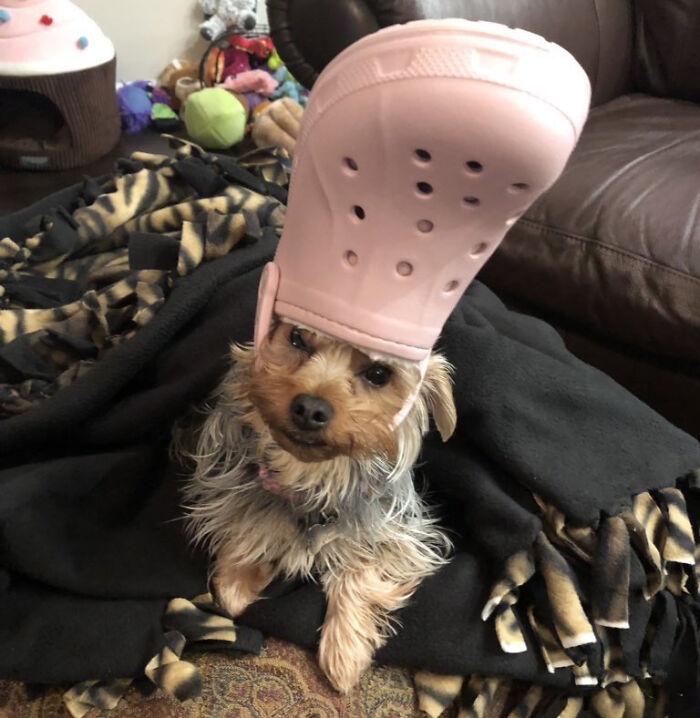 39 Pets Looking Like Popes With Slippers On Their Heads