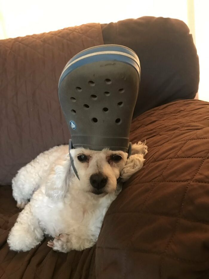 39 Pets Looking Like Popes With Slippers On Their Heads