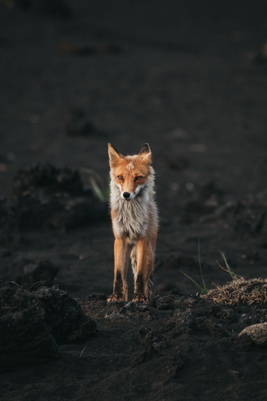 Encounter At Our Campsite