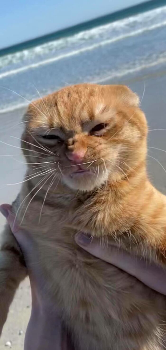 Good Fellas Hilarious Meme Generator - Piñata Farms - The best meme  generator and meme maker for video \u0026 image memes, image size:700x1470