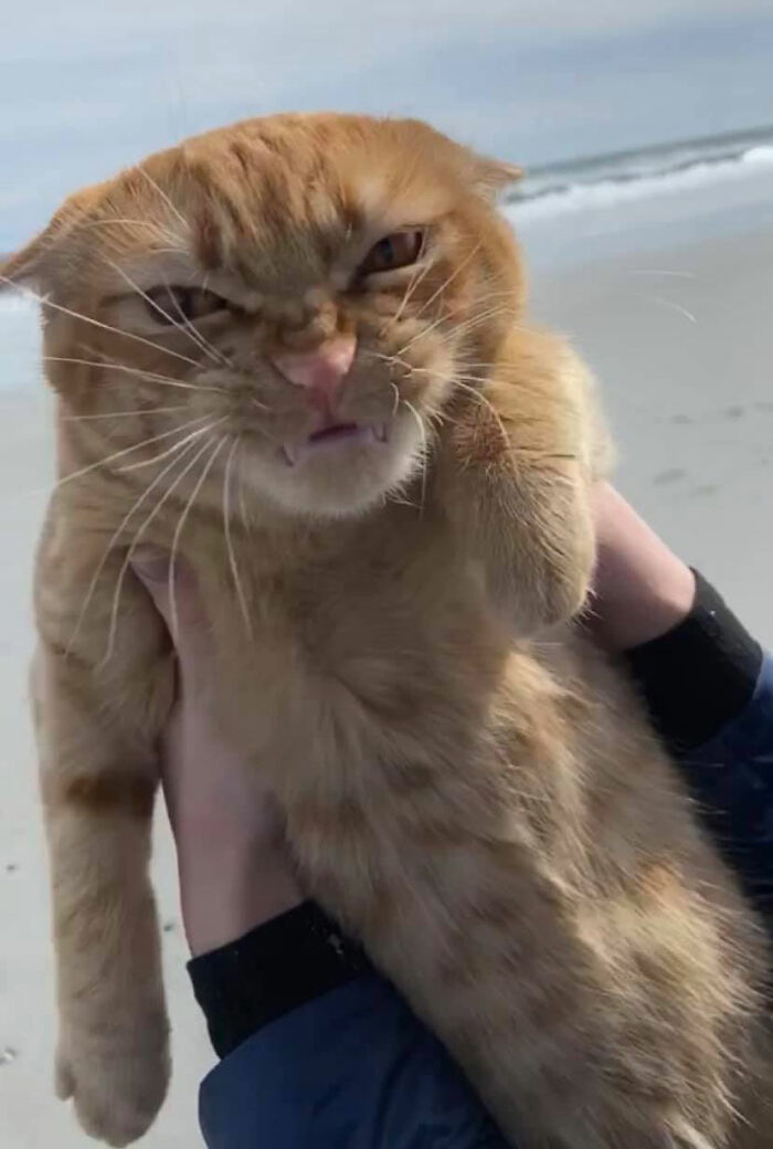 Family-takes-their-cat-for-the-first-time-on-the-beach-and-his-reaction-is-hilarious-5f9fdba0919bb__700.jpg