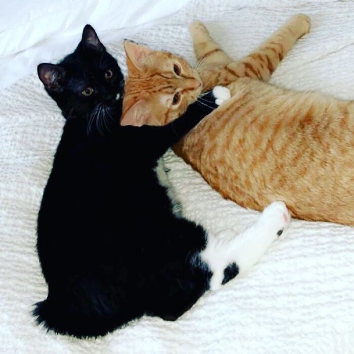 Cat Visits The Beach For The First Time And Has Very Strong Opinions About It