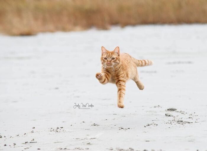 Cat Visits The Beach For The First Time And Has Very Strong Opinions About It