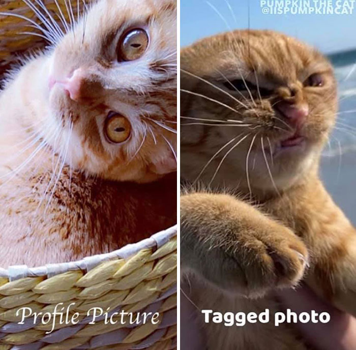 Cat Visits The Beach For The First Time And Has Very Strong Opinions About It