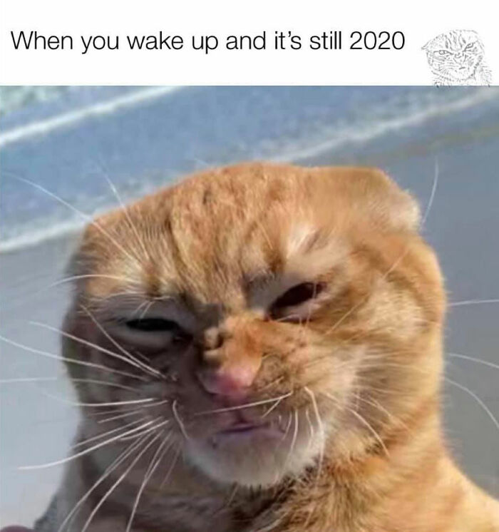 Cat Visits The Beach For The First Time And Has Very Strong Opinions About It