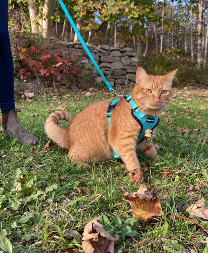 Cat Visits The Beach For The First Time And Has Very Strong Opinions About It
