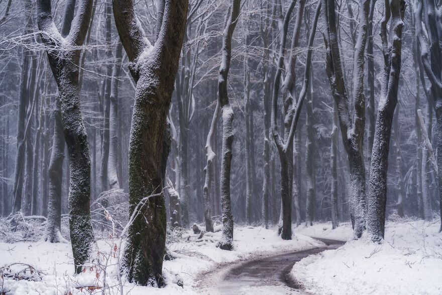 I Photograph Misty Forest Roads