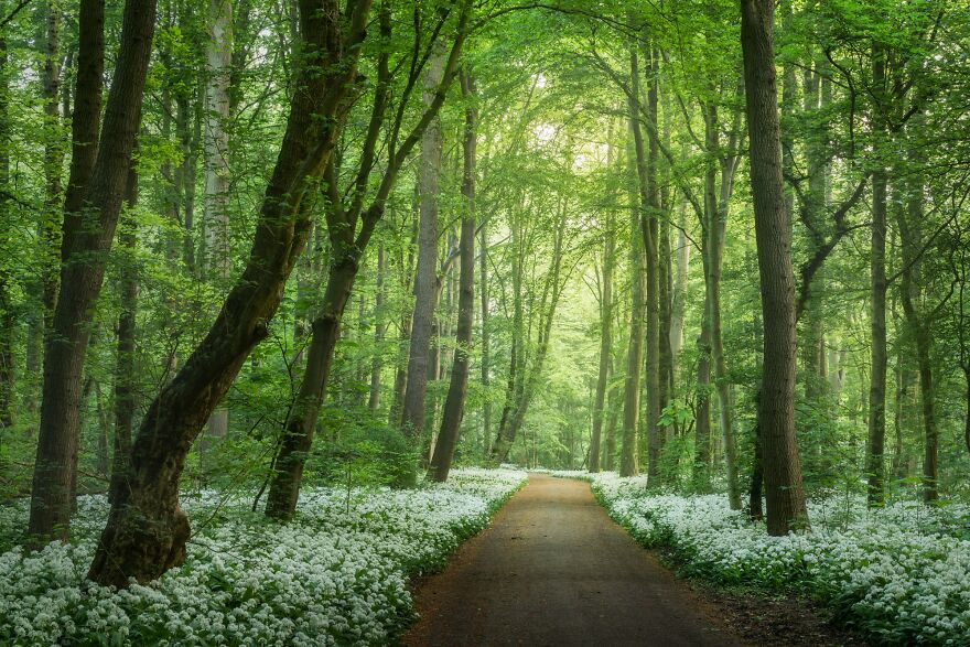 I Photograph Misty Forest Roads