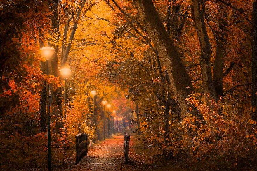 I Photograph Misty Forest Roads