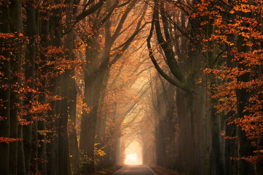 I Photograph Misty Forest Roads