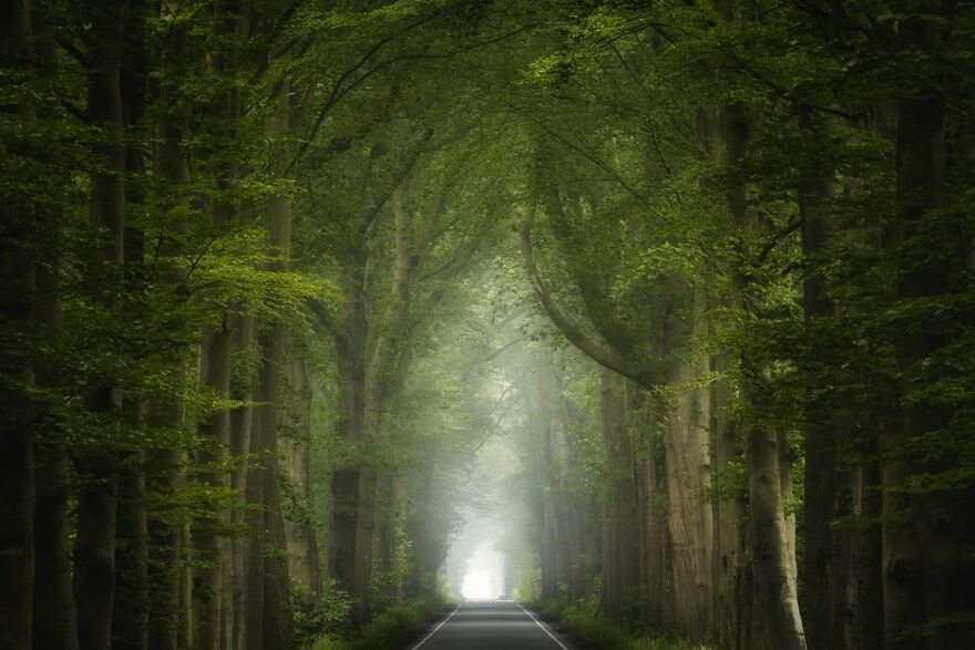 I Photograph Misty Forest Roads