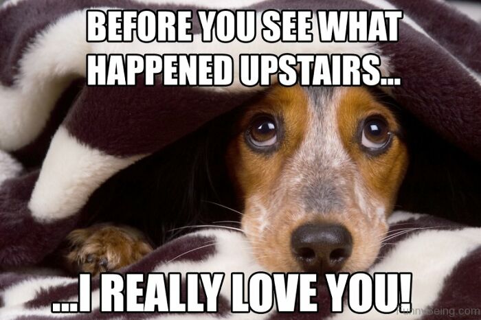 Adorable dog under a blanket with a guilty expression, perfect for funniest dog memes about unexpected mishaps.