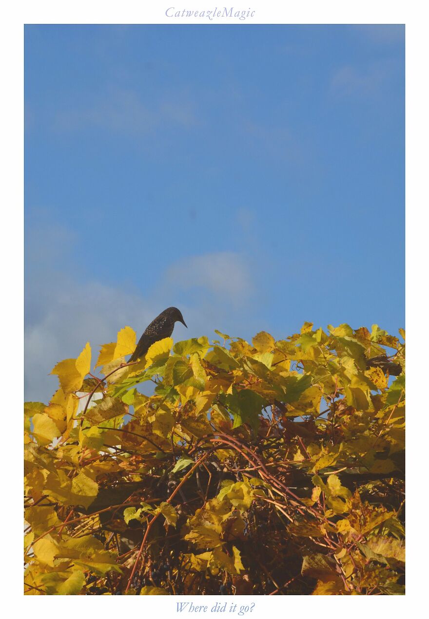 I Took Some Pics Of The Birds In My Backyard And Somehow They Seem Very Humane I Took Some Pics Of The Birds In My Backyard And Somehow They Seem Very Humane