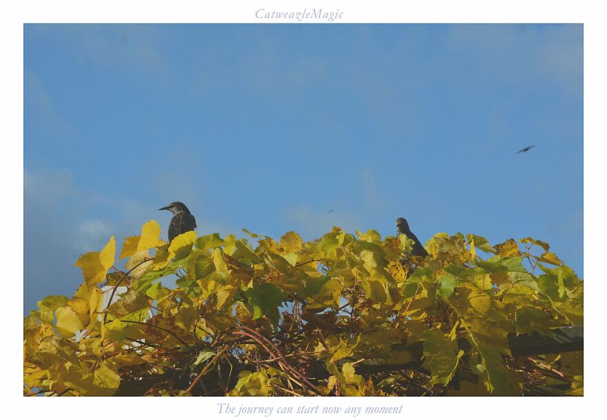 I Took Some Pics Of The Birds In My Backyard And Somehow They Seem Very Humane