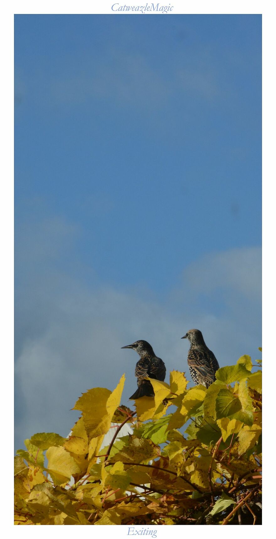 I Took Some Pics Of The Birds In My Backyard And Somehow They Seem Very Humane