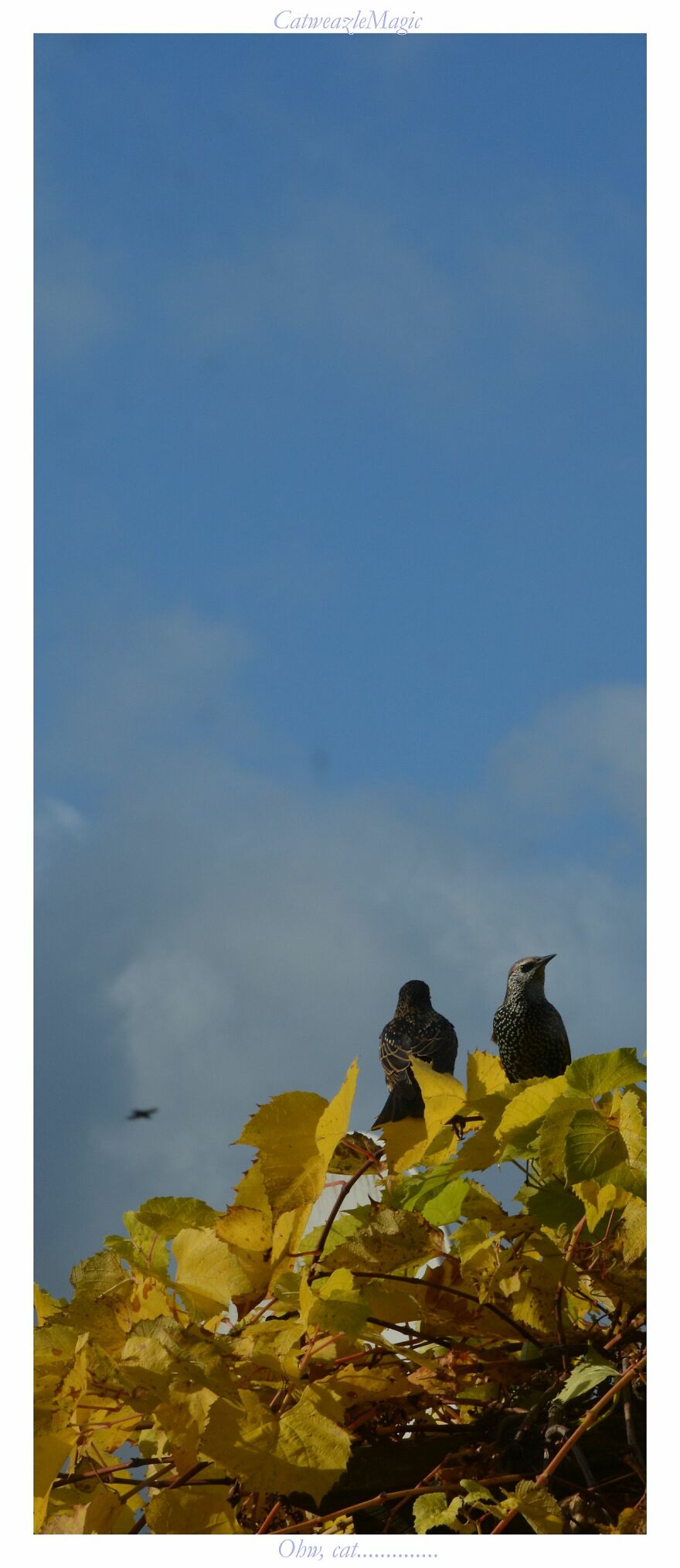 I Took Some Pics Of The Birds In My Backyard And Somehow They Seem Very Humane