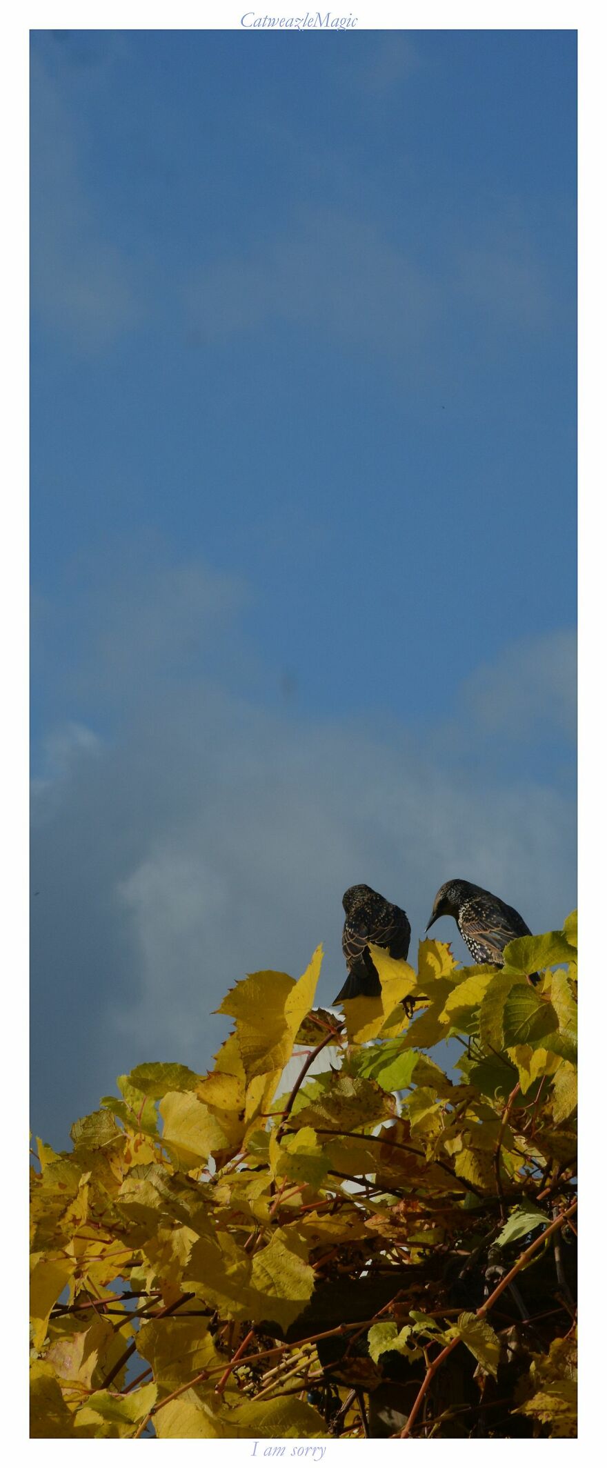 I Took Some Pics Of The Birds In My Backyard And Somehow They Seem Very Humane