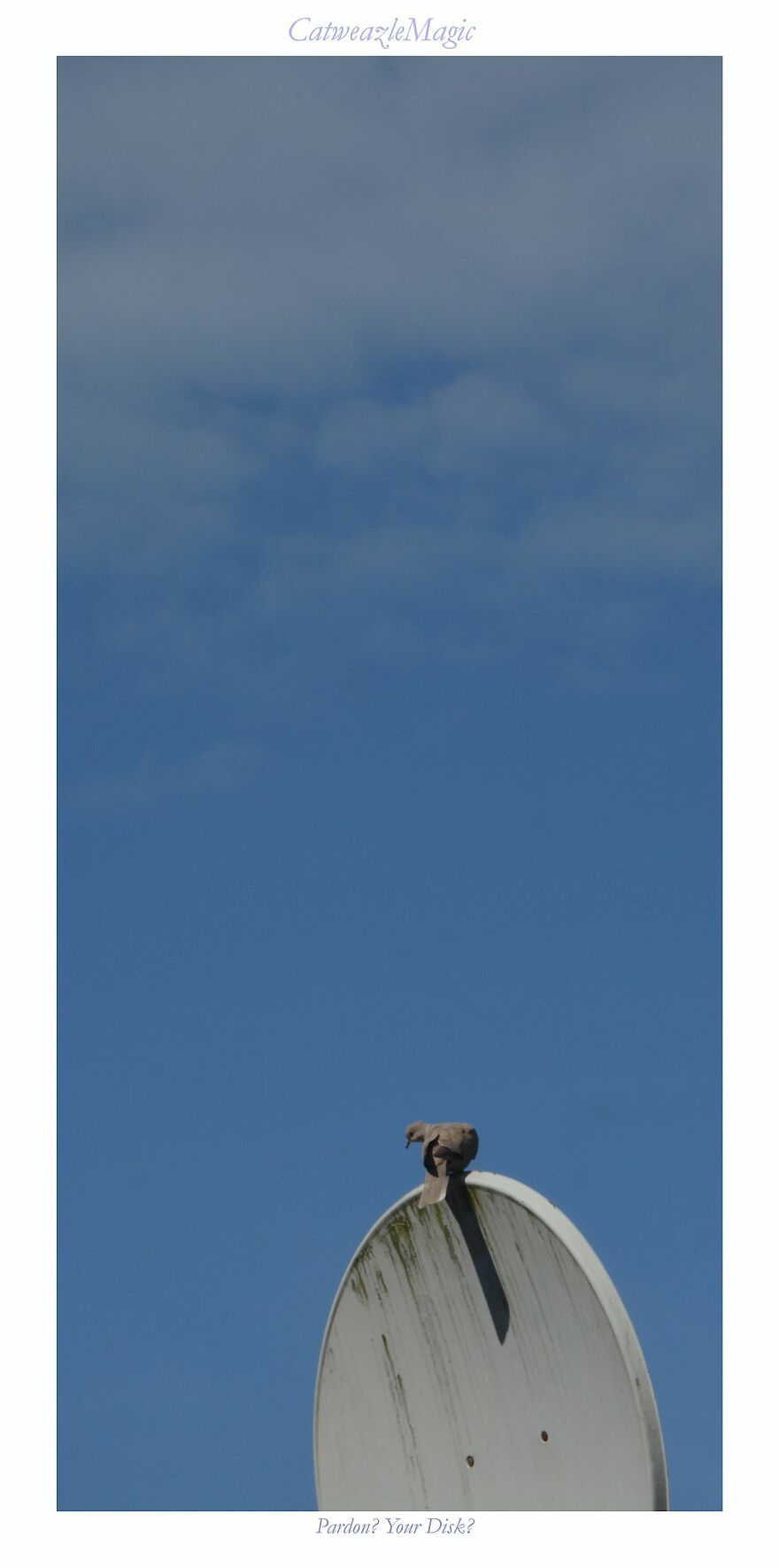 I Took Some Pics Of The Birds In My Backyard And Somehow They Seem Very Humane