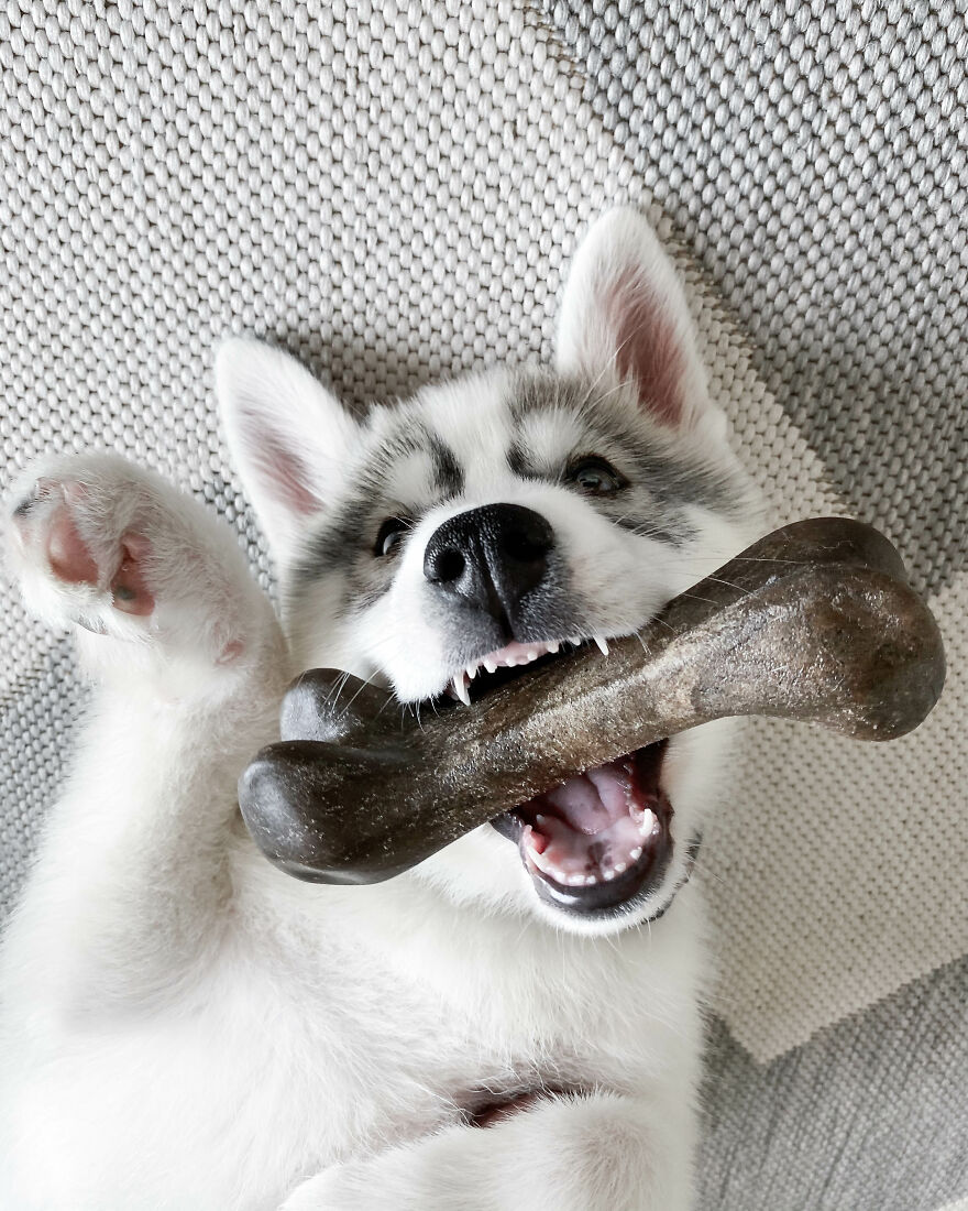 Meet Tsuki, The Siberian Husky With Goggles!
