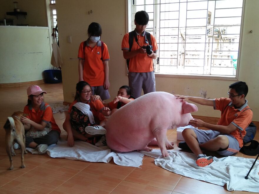 Vietnam's First Farm Sanctuary And Animal Rescue Helps All Kinds Of Animals Who Are Suffering From Cruelty And Neglect