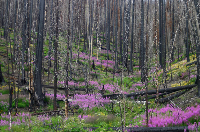 Life Will Find A Way