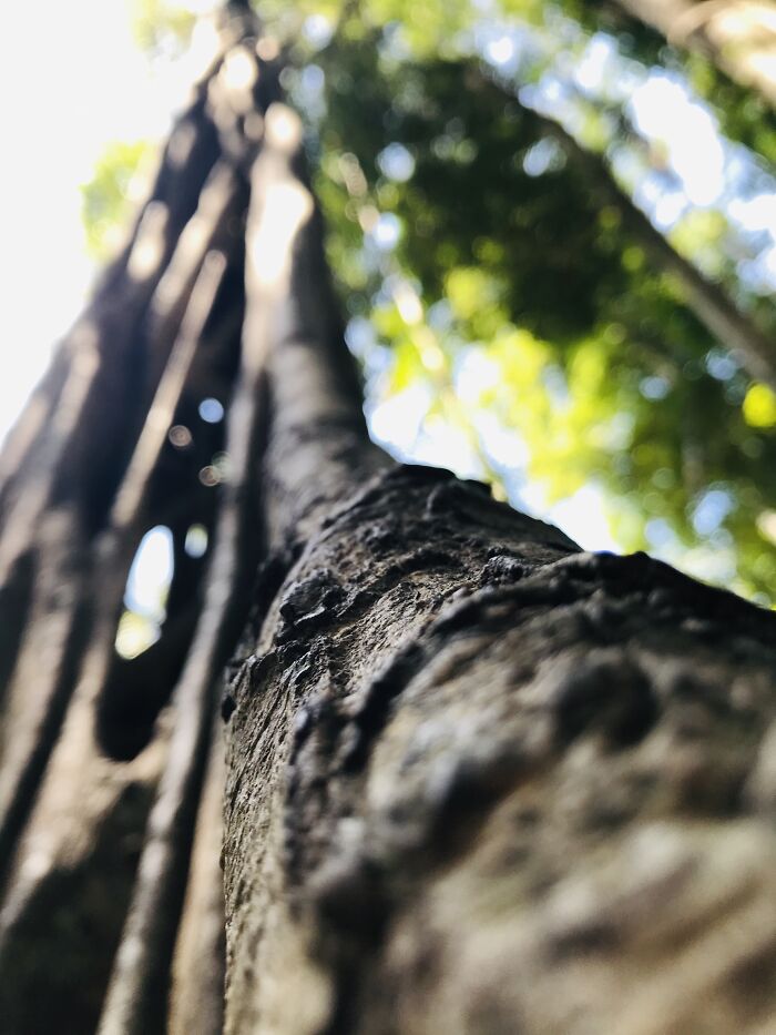 An Ancient Fig Tree In Qld