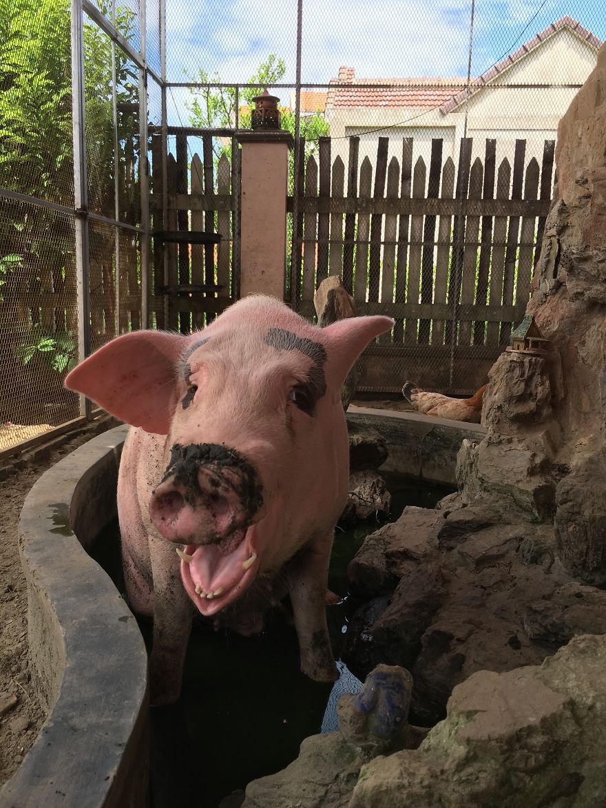 Vietnam's First Farm Sanctuary And Animal Rescue Helps All Kinds Of Animals Who Are Suffering From Cruelty And Neglect