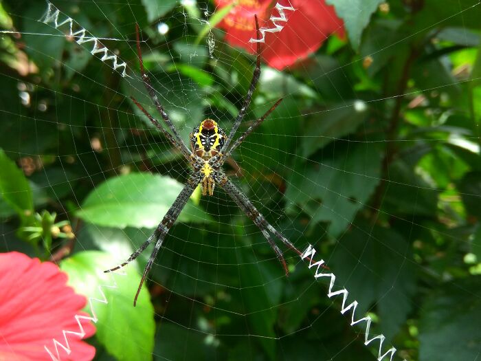 I Have Arachnophobia. So I Photograph Them To Overcome My Fear.
