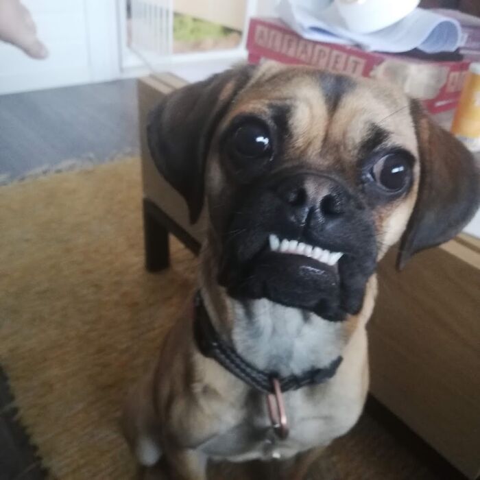 My Puggle Laka And Her Beautiful Smile