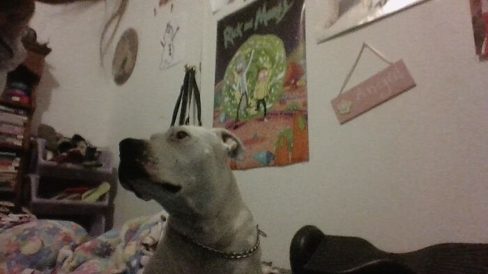 My Dog Hates Pictures!