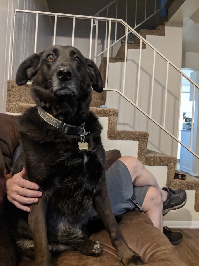 I Brought A Kitten Home... He Was Not Impressed! She Is On The Stairs..